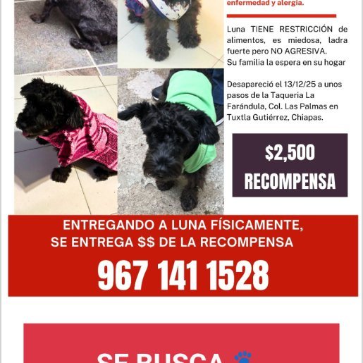 perdido Hembra schnauzer negro