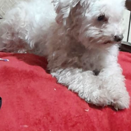 perdido Hembra maltipoo blanco
