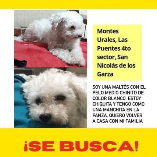 perdido Hembra maltipoo blanco