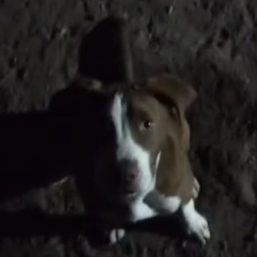 perdido Hembra pitbull boxer mix cafe