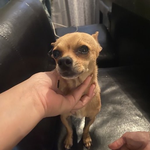 resguardo Macho chihuahua cafe