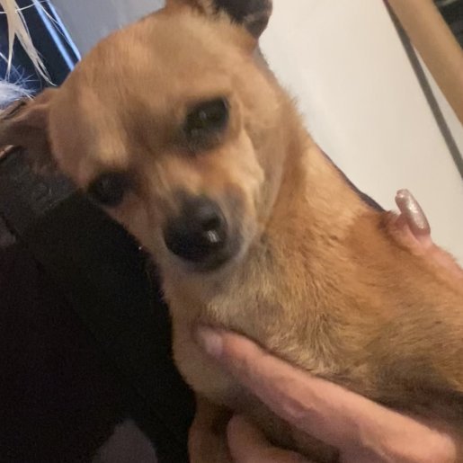 resguardo Macho chihuahua cafe