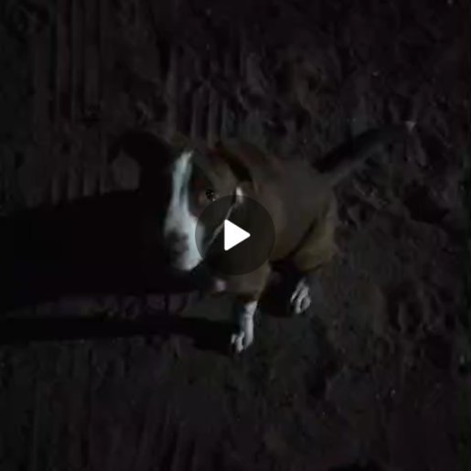 perdido Hembra pitbull boxer mix cafe