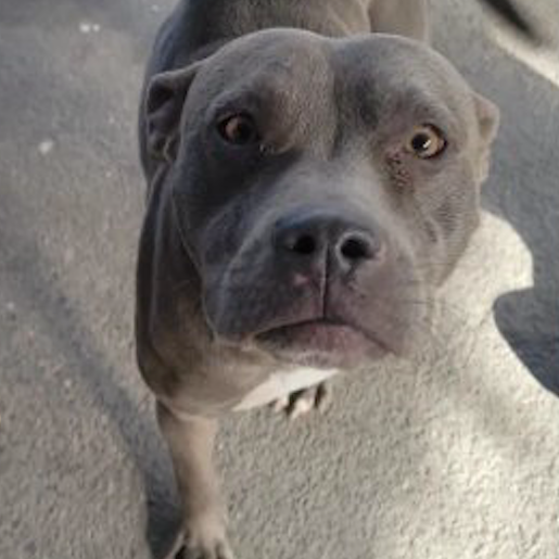resguardo Hembra american pit bull gris