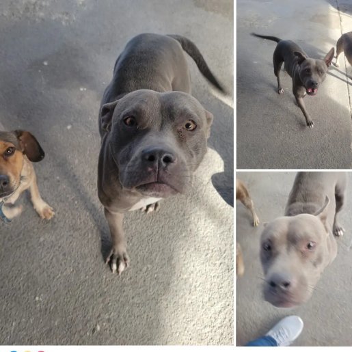 resguardo Hembra american pit bull gris