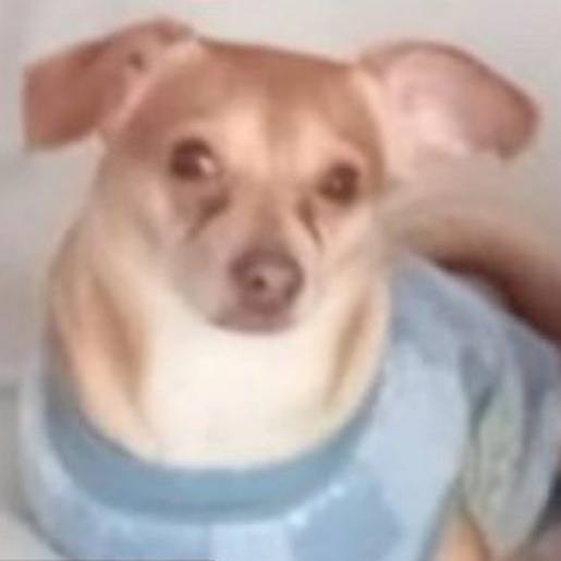 perdido Hembra chihuahua cafe