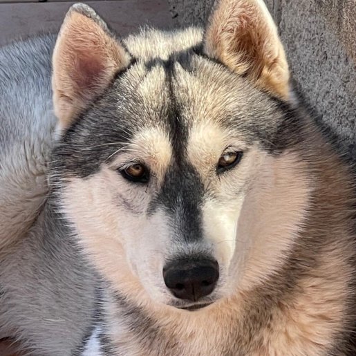 perdido Macho siberian husky gris