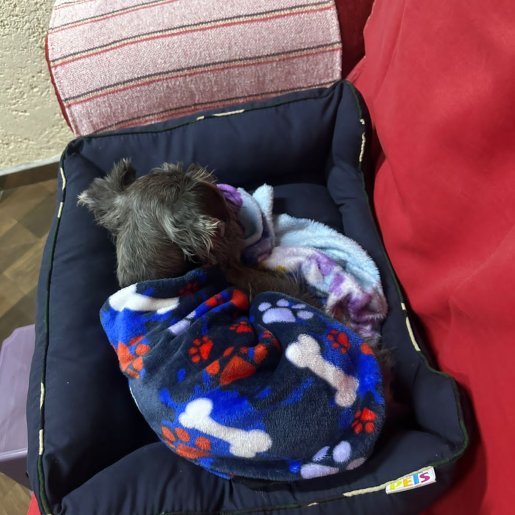 perdido Macho not mix gris