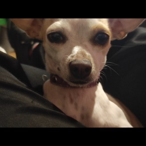 perdido Hembra chihuahua blanco