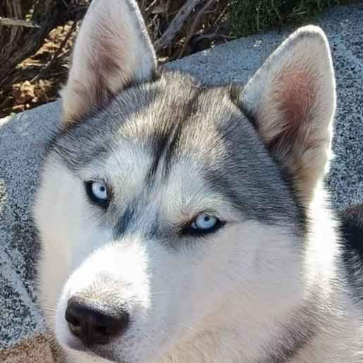 perdido Macho siberian husky gris