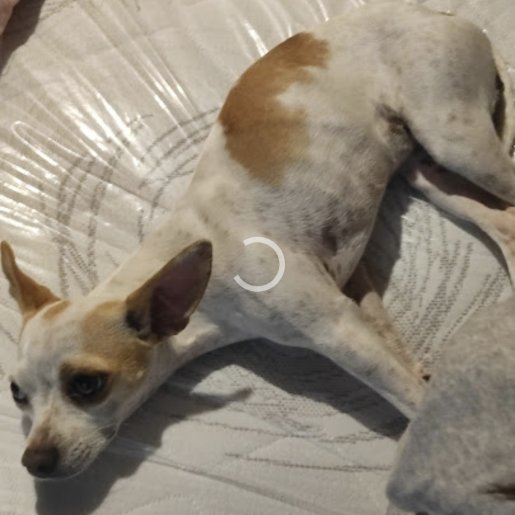 perdido Hembra chihuahua blanco