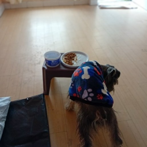 perdido Macho not mix gris