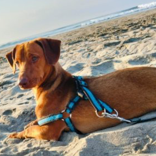 perdido Macho dachshunds cafe