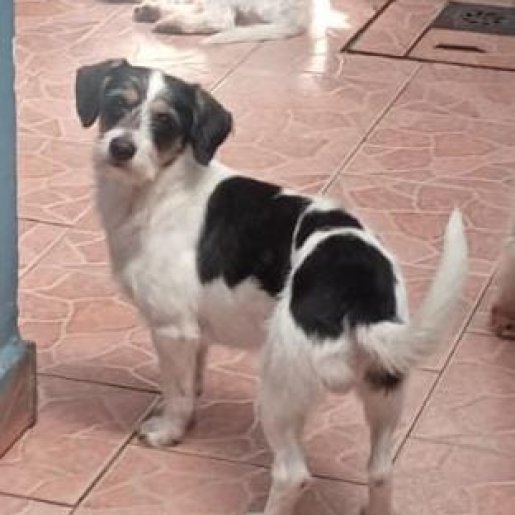 perdido Macho english foxhound blanco