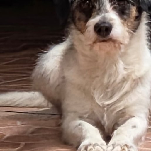 perdido Macho english foxhound blanco