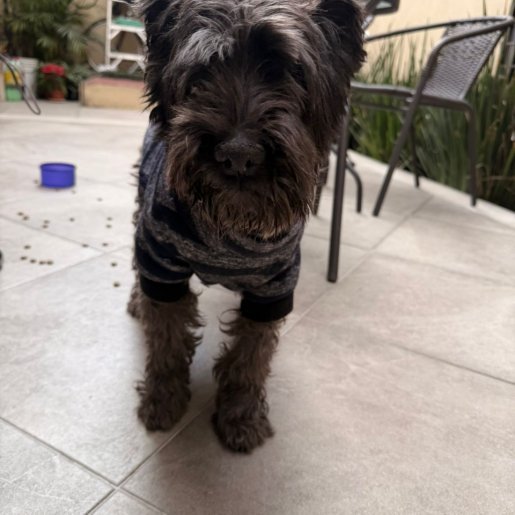 resguardo Desconocido cockapoo negro