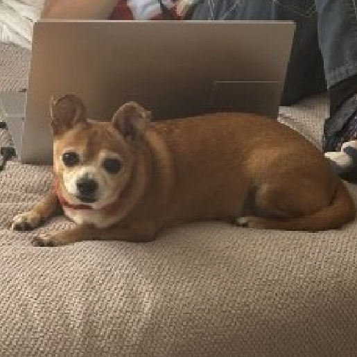 perdido Macho chihuahua cafe