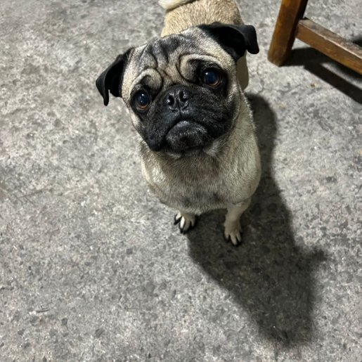 perdido Macho pug cafe