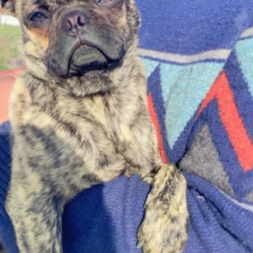 perdido Macho french bulldog cafe