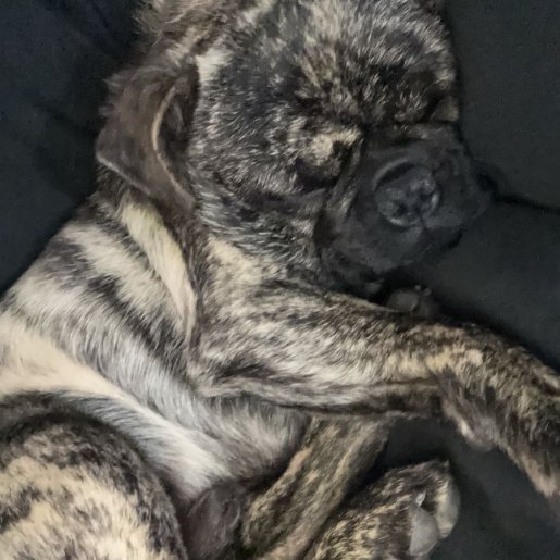 perdido Macho french bulldog cafe