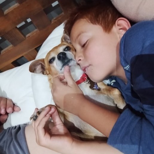 perdido Macho chihuahua cafe