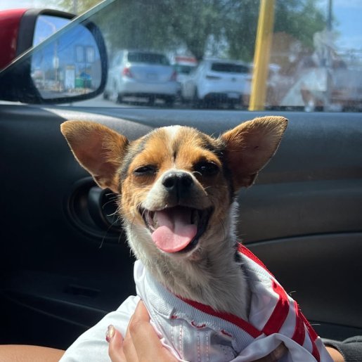 perdido Hembra chihuahua cafe