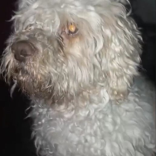 perdido Macho shih tzu blanco