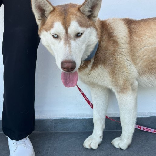 resguardo Desconocido siberian husky cafe