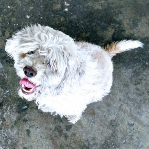 perdido Macho shih tzu blanco