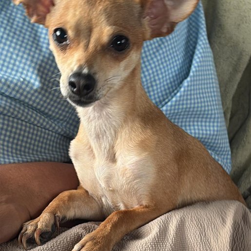 perdido Hembra chihuahua cafe