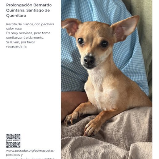 perdido Hembra chihuahua cafe