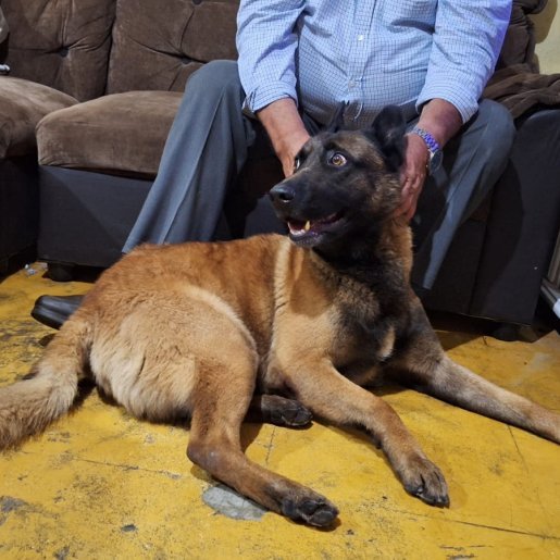 perdido Macho german shepherd cafe