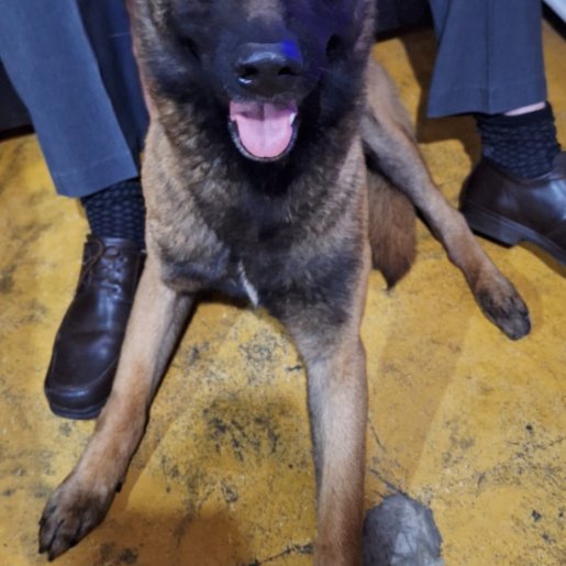 perdido Macho german shepherd cafe