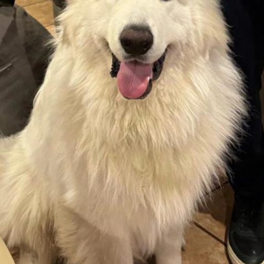 perdido Macho samoyed blanco