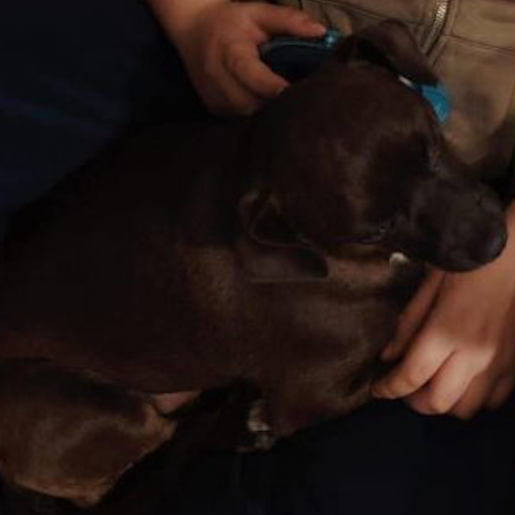 perdido Macho pitbull boxer mix negro