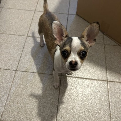 perdido Macho chihuahua cafe