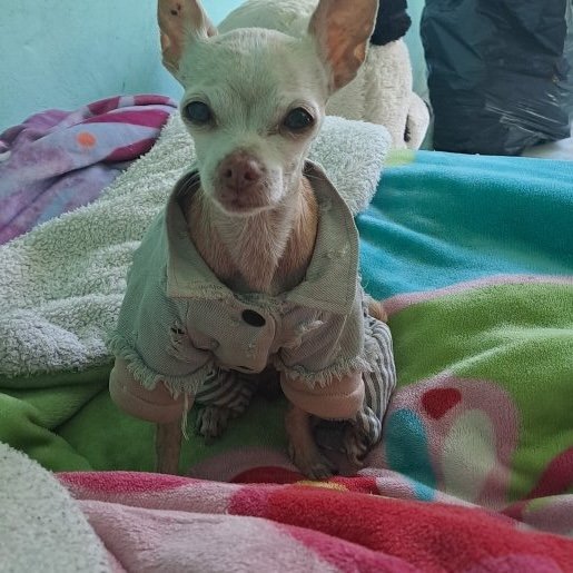 perdido Hembra chihuahua cafe