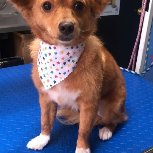 perdido Hembra chihuahua cafe