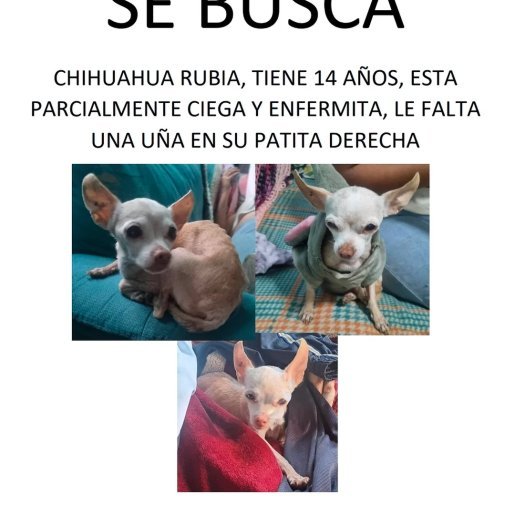 perdido Hembra chihuahua cafe