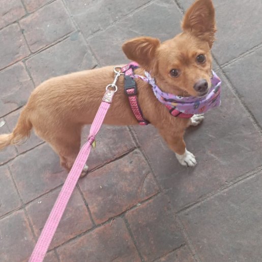 perdido Hembra chihuahua cafe