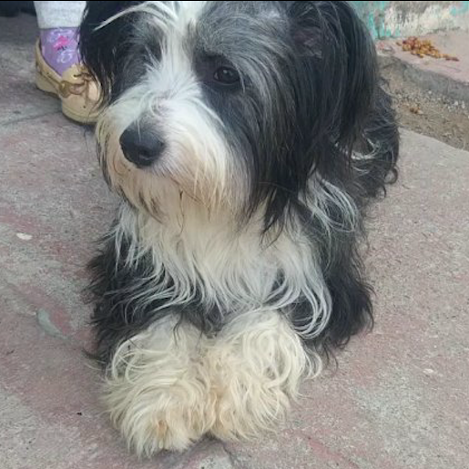 perdido Hembra cockapoo negro