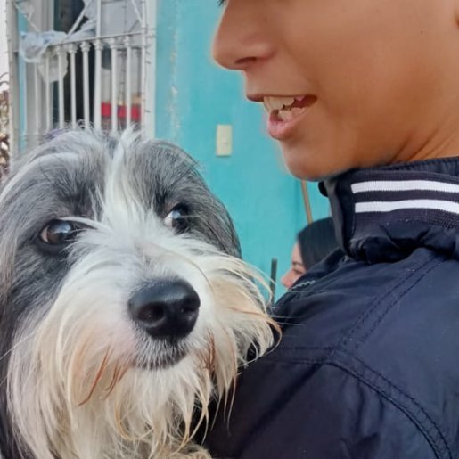 perdido Hembra cockapoo negro