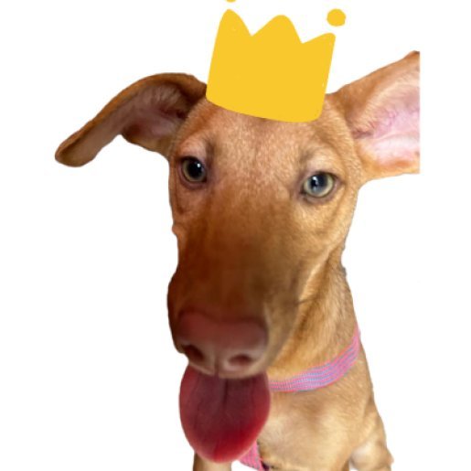 perdido Hembra bull terrier cafe