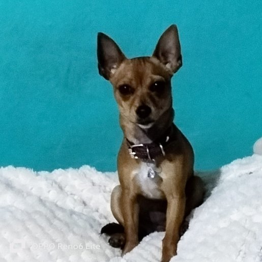 perdido Hembra chihuahua cafe