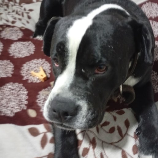 perdido Macho american pit bull negro