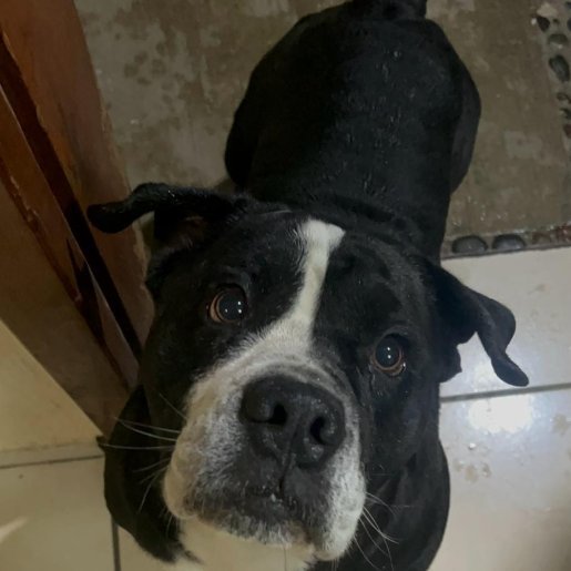 perdido Macho american pit bull negro