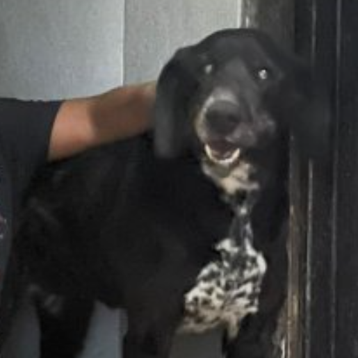 perdido Hembra border collie negro