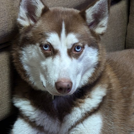 perdido Hembra siberian husky cafe