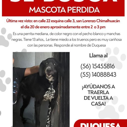 perdido Hembra border collie negro