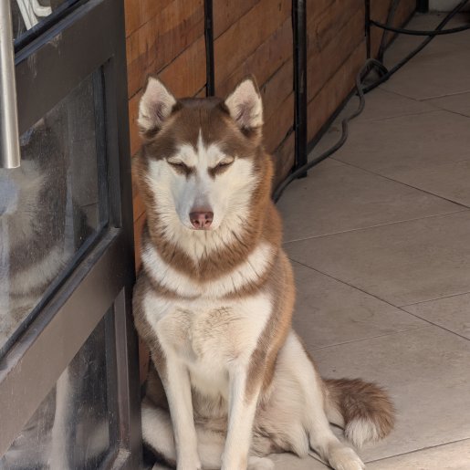 perdido Hembra siberian husky cafe